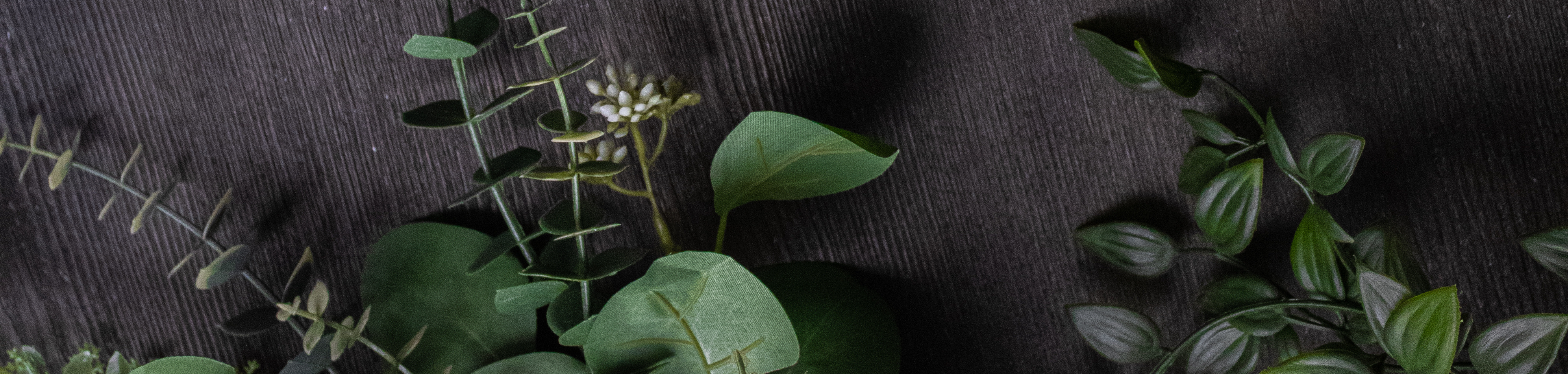 Plants on dark sufrace image banner